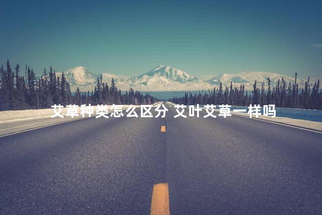 艾草种类怎么区分 艾叶艾草一样吗